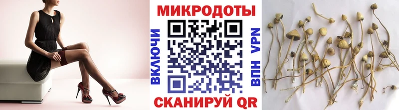 Галлюциногенные грибы Psilocybe  Шацк 